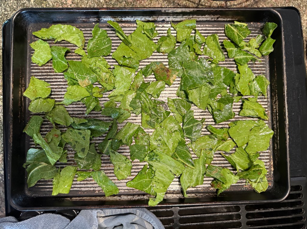 A baking sheet topped with evenly arranged green leaves, possibly for roasting or dehydrating, on a striped surface.